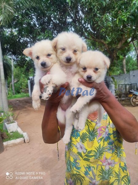 Original Lion Pomeranian Puppies - PetPal.lk: Pet Classified Sri Lanka ...