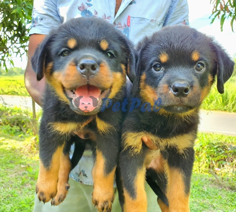 Female Rottweiler Puppies - Petpal.lk: Pet Classified Sri Lanka 