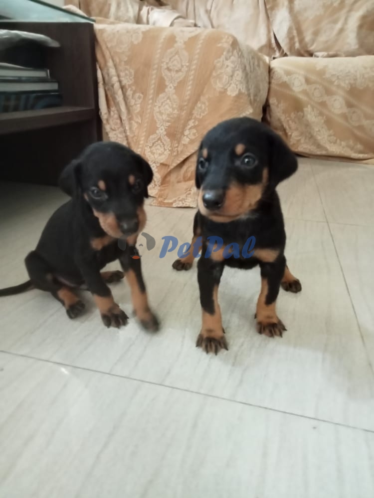 4 week old Doberman puppies for sale PetPal.lk Pet Classified Sri