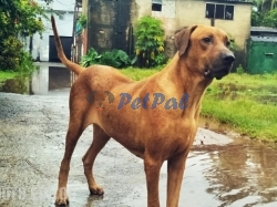 Rhodesian Ridgeback