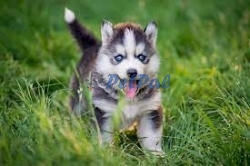 Siberian Husky Puppies