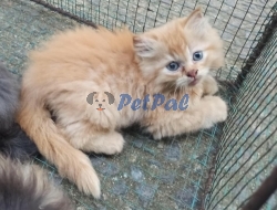 Persian kittens available