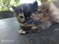 Persian kittens available