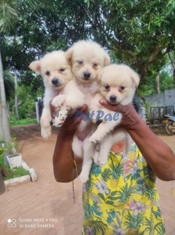 Original Lion Pomeranian Puppies  