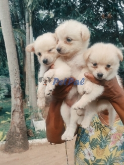 Original Lion Pomeranian Puppies  