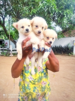 Original Lion Pomeranian Puppies  