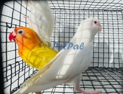 African Love Birds - Albino Red Eye