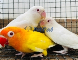 African Love Birds - Albino Red Eye