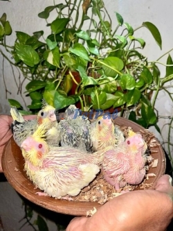 Hand taming size Cocktail chicks for sale