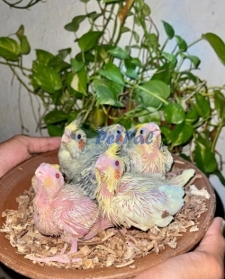 Hand taming size Cocktail chicks for sale