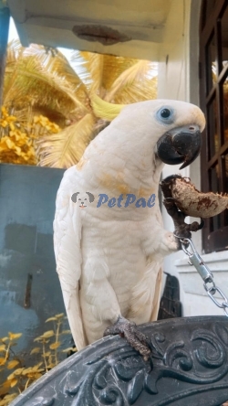 Trioton cockatoo 