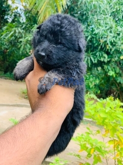 Lion Shepherd long puppy