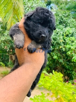 Lion Shepherd long puppy