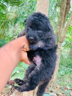 Lion Shepherd long puppy