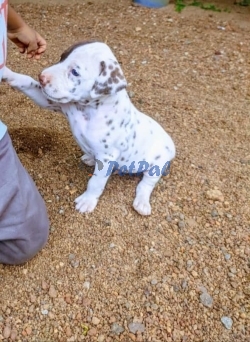 One month old Dalmation Puppy