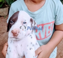 One month old Dalmation Puppy