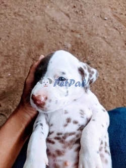 One month old Dalmation Puppy