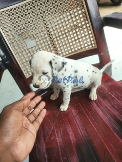 One month old Dalmation Puppy