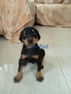 4 week old Doberman puppies for sale