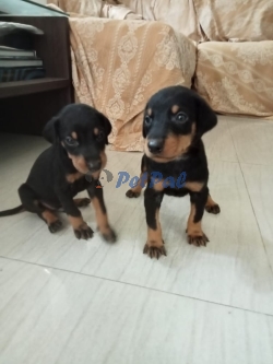 4 week old Doberman puppies for sale