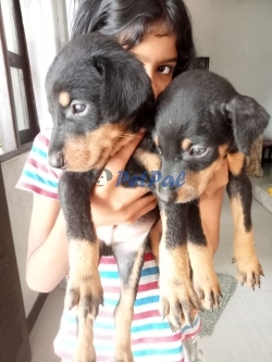 4 week old Doberman puppies for sale