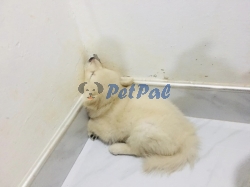 Lion Pomeranian puppies for sale.