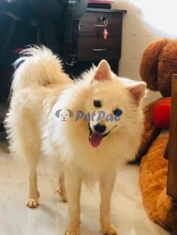 Lion Pomeranian puppies for sale.