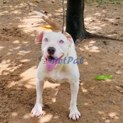 American Bully Female