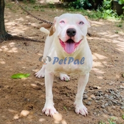 American Bully Female