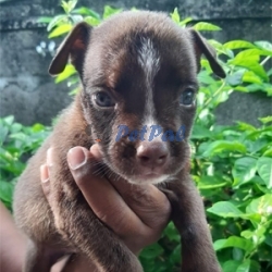 American bully puppies