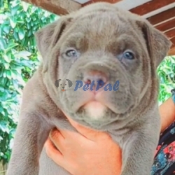 American Bully puppies