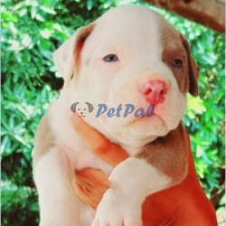 American Bully puppies