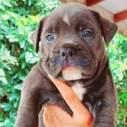 American Bully puppies