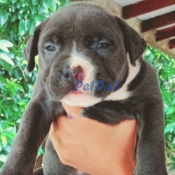 American Bully puppies