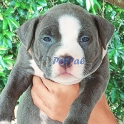 American Bully puppies