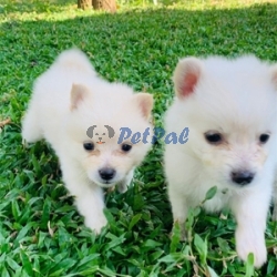 Japanese spits Pomeranian puppies available