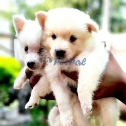 Japanese spits Pomeranian puppies available