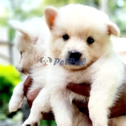 Japanese spits Pomeranian puppies available