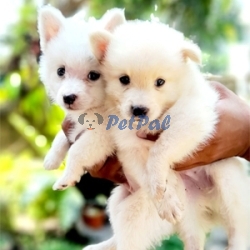 Japanese spits Pomeranian puppies available