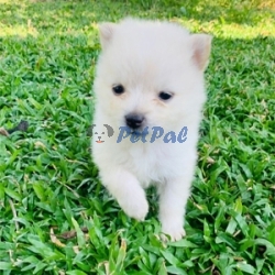 Japanese spits Pomeranian puppies available