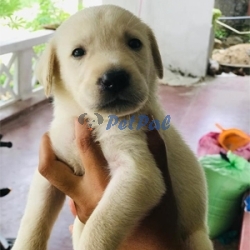 Labrador puppy Male female available for sale 