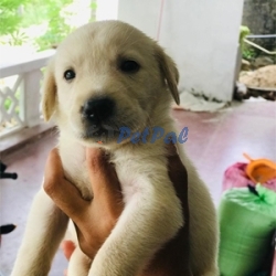 Labrador puppy Male female available for sale 