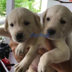 Labrador puppy Male female available for sale 