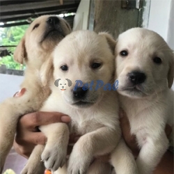 Labrador puppy Male female available for sale 