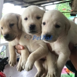 Labrador puppy Male female available for sale 