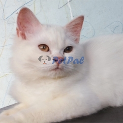 Pure white Persian kittens