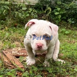 American Bully for sale