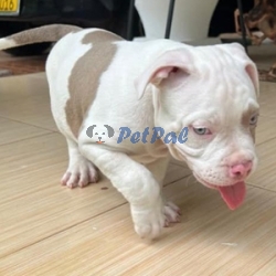 American Bully for sale