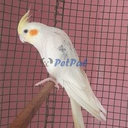 Lutino red eye male bird