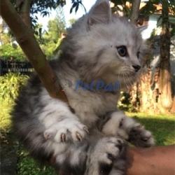 Pure breed Himalayan kittens